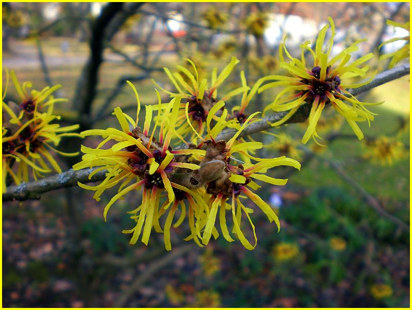 Zaubernuss / Hamamelis