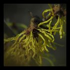 Zaubernuss (Hamamelis)