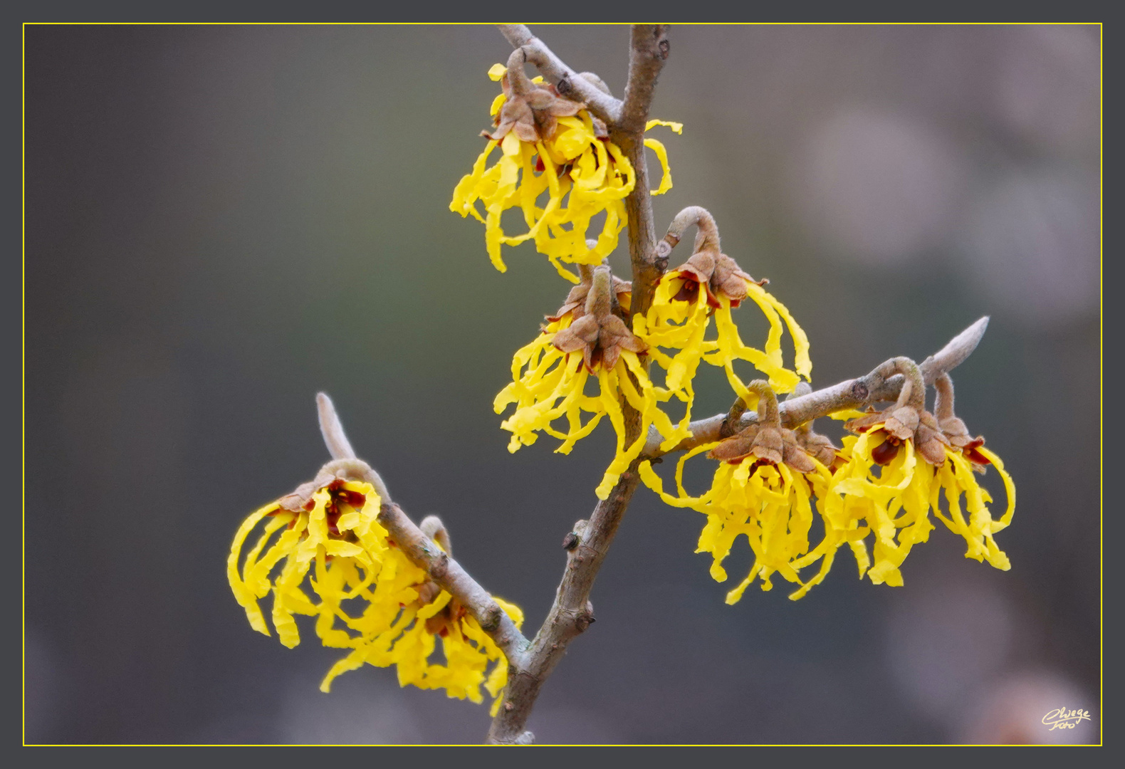 Zaubernuss (Hamamelis) 