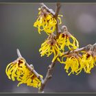 Zaubernuss (Hamamelis) 