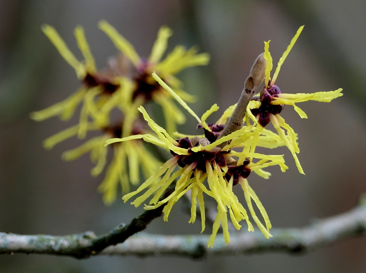 Zaubernuss - Hamamelis