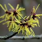 Zaubernuss - Hamamelis