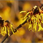 Zaubernuss   (Hamamelis) 