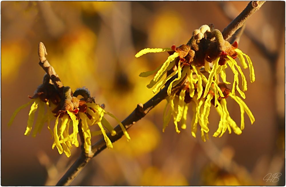 Zaubernuss   (Hamamelis) 