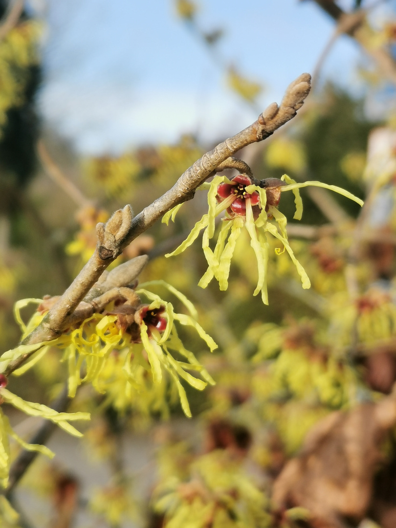 Zaubernuss (Hamamelis)... 