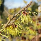 Zaubernuss (Hamamelis)... 