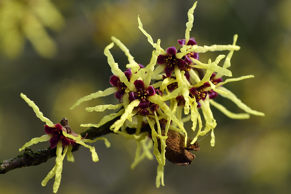 Zaubernuss (Hamamelis)