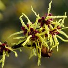 Zaubernuss (Hamamelis)