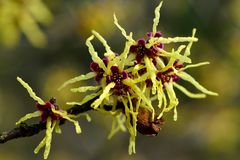 Zaubernuss (Hamamelis)