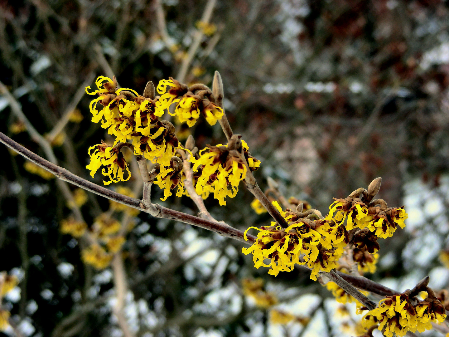 Zaubernuss (Hamamelis)