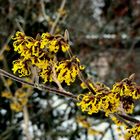 Zaubernuss (Hamamelis)