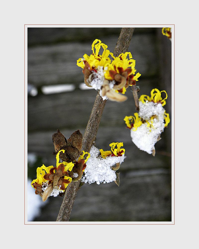 Zaubernuss (Hamamelis)