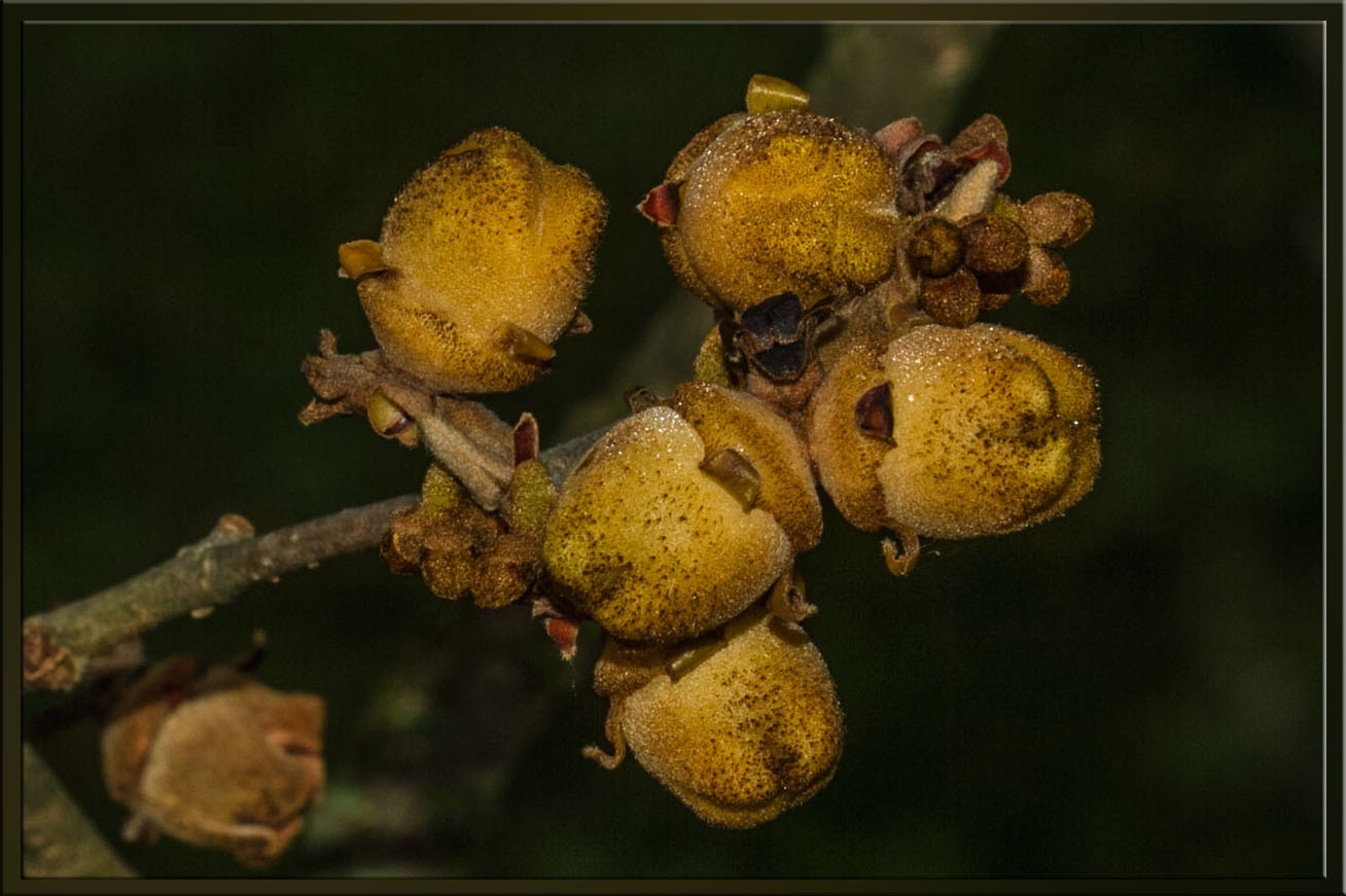 ZAUBERNUSS - HAMAMELIS