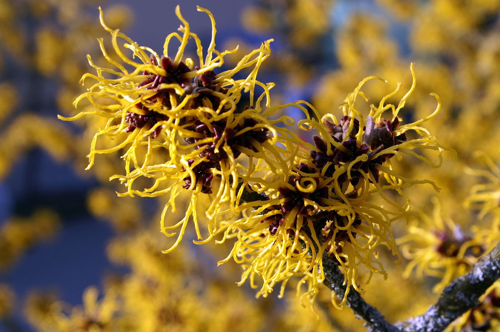 Zaubernuss (Hamamelis)