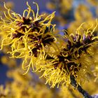 Zaubernuss (Hamamelis)