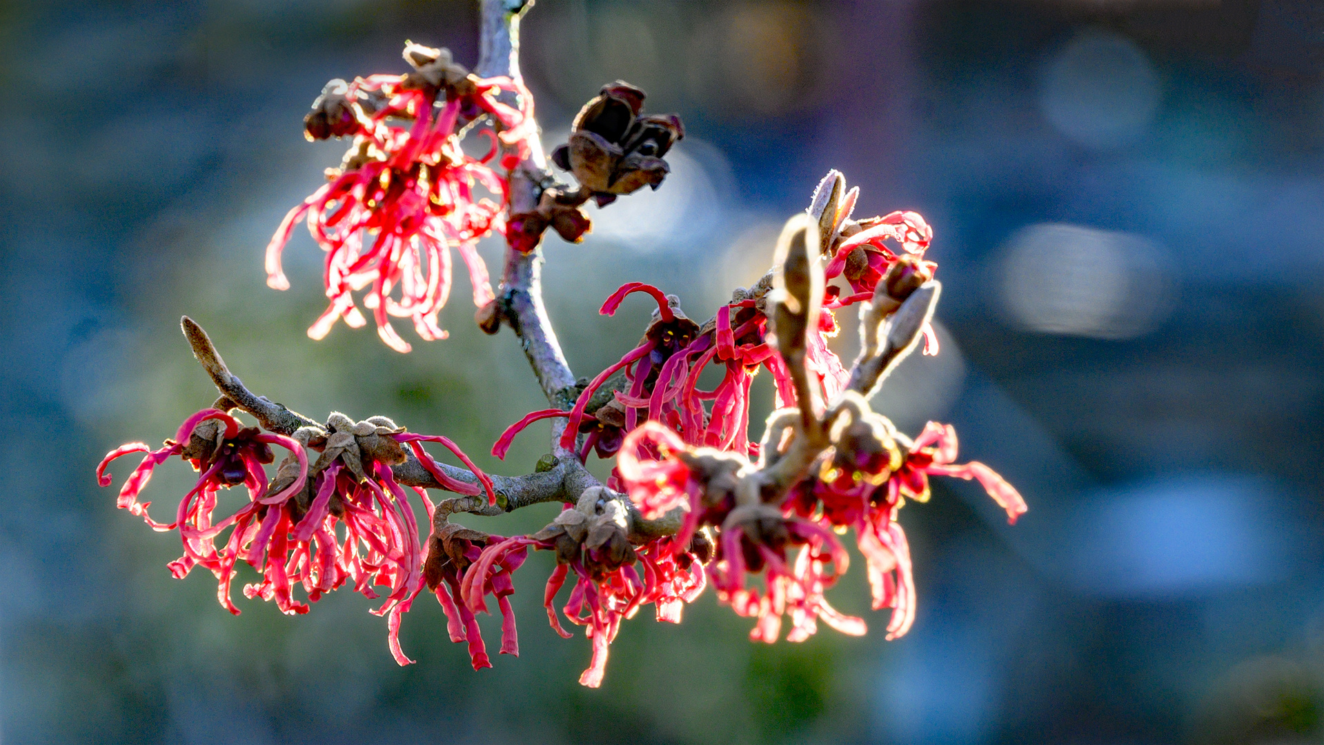 Zaubernuss - Hamamelis