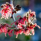 Zaubernuss - Hamamelis