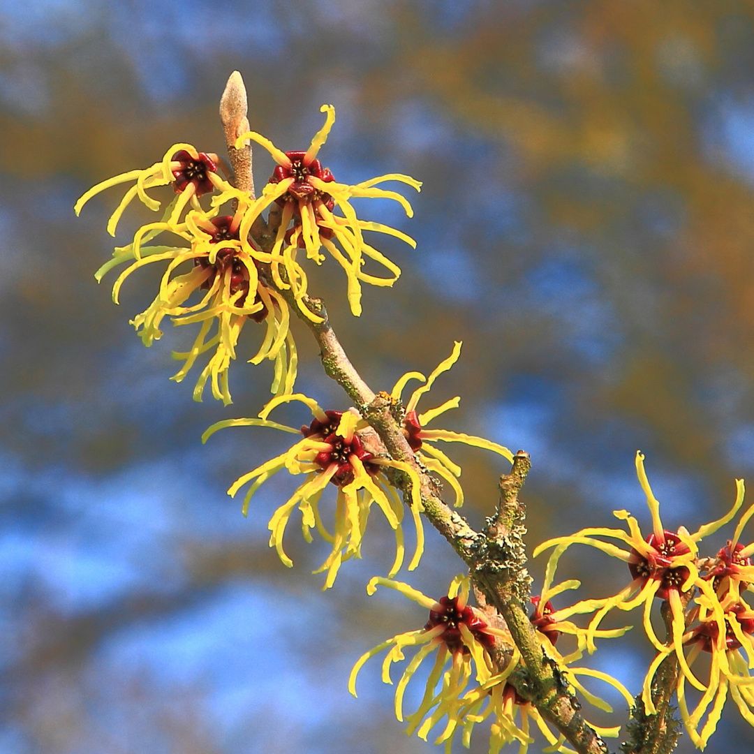 Zaubernuss (Hamamelis)