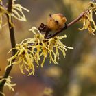 Zaubernuss (Hamamelis)