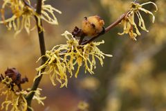 Zaubernuss (Hamamelis)