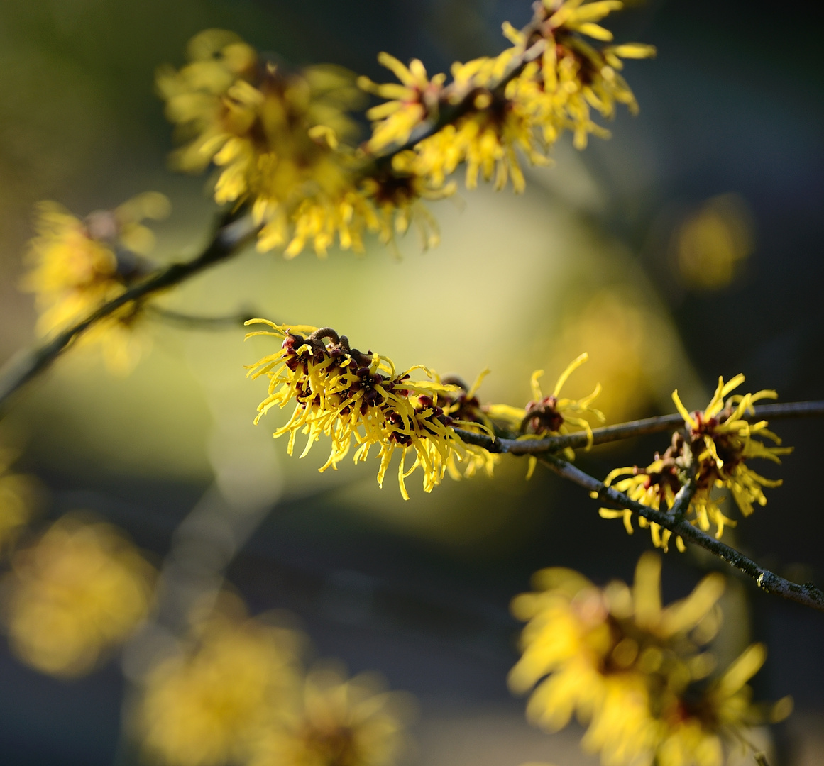 Zaubernuss - Hamamelis