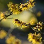 Zaubernuss - Hamamelis