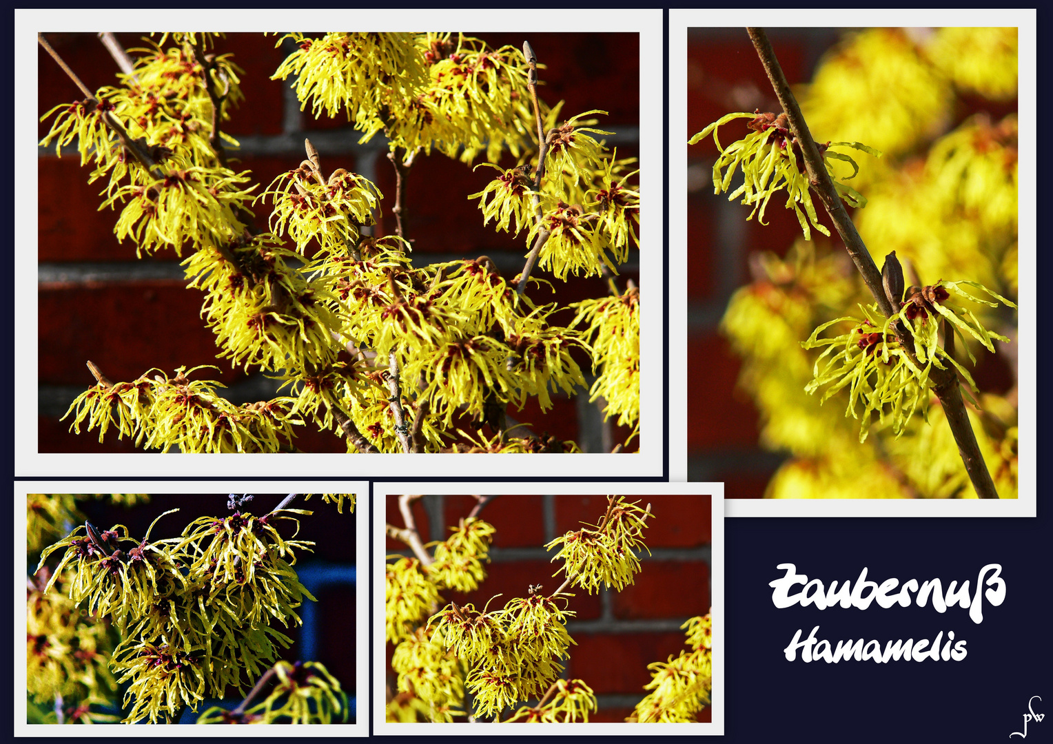 Zaubernuß /Hamamelis)