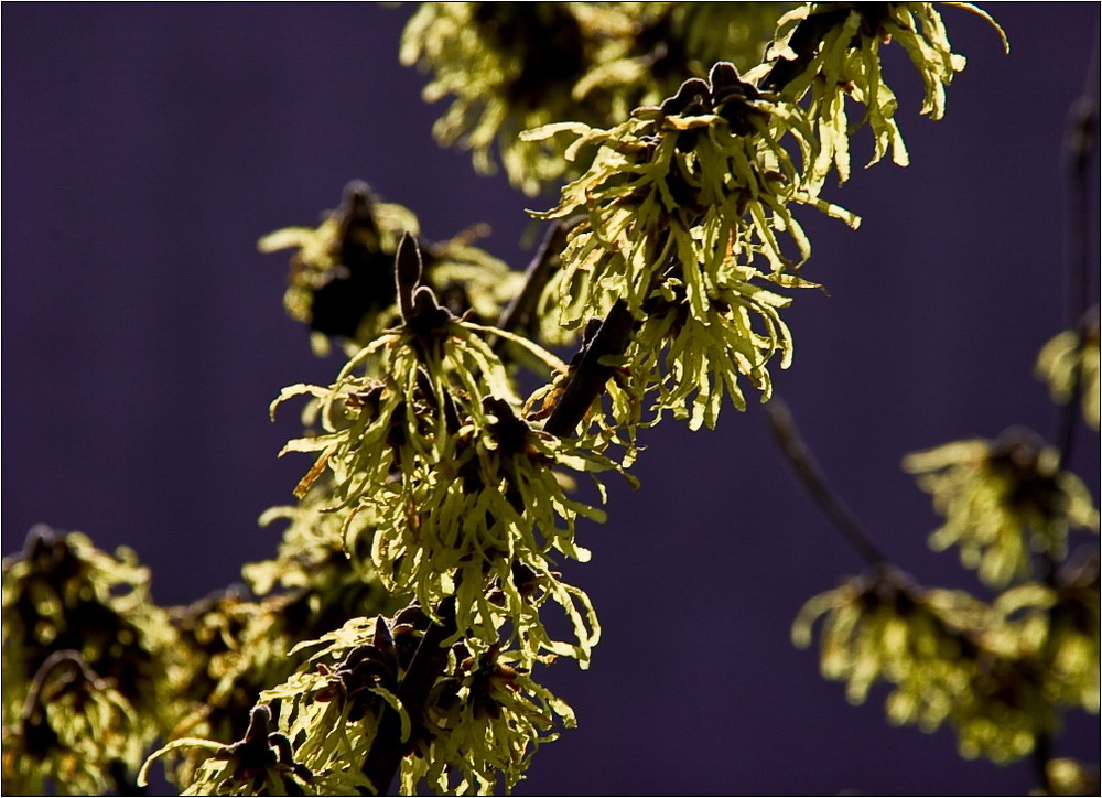 Zaubernuss ( Hamamelis )