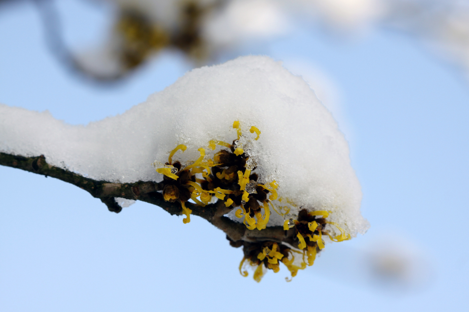 Zaubernuss (Hamamelis)