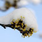 Zaubernuss (Hamamelis)