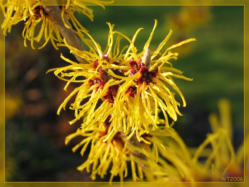 Zaubernuss (Hamamelis)