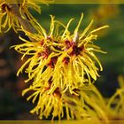 Zaubernuss (Hamamelis)