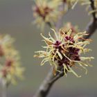 Zaubernuss (Hamamelis)