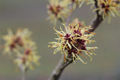 Zaubernuss (Hamamelis)