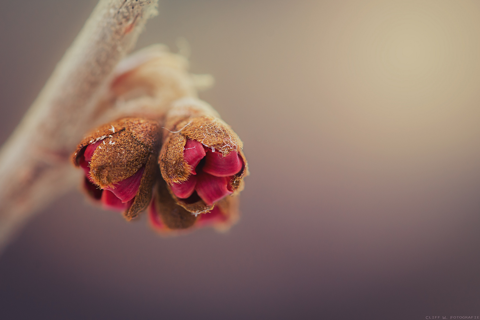 Zaubernuss (Hamamelis)