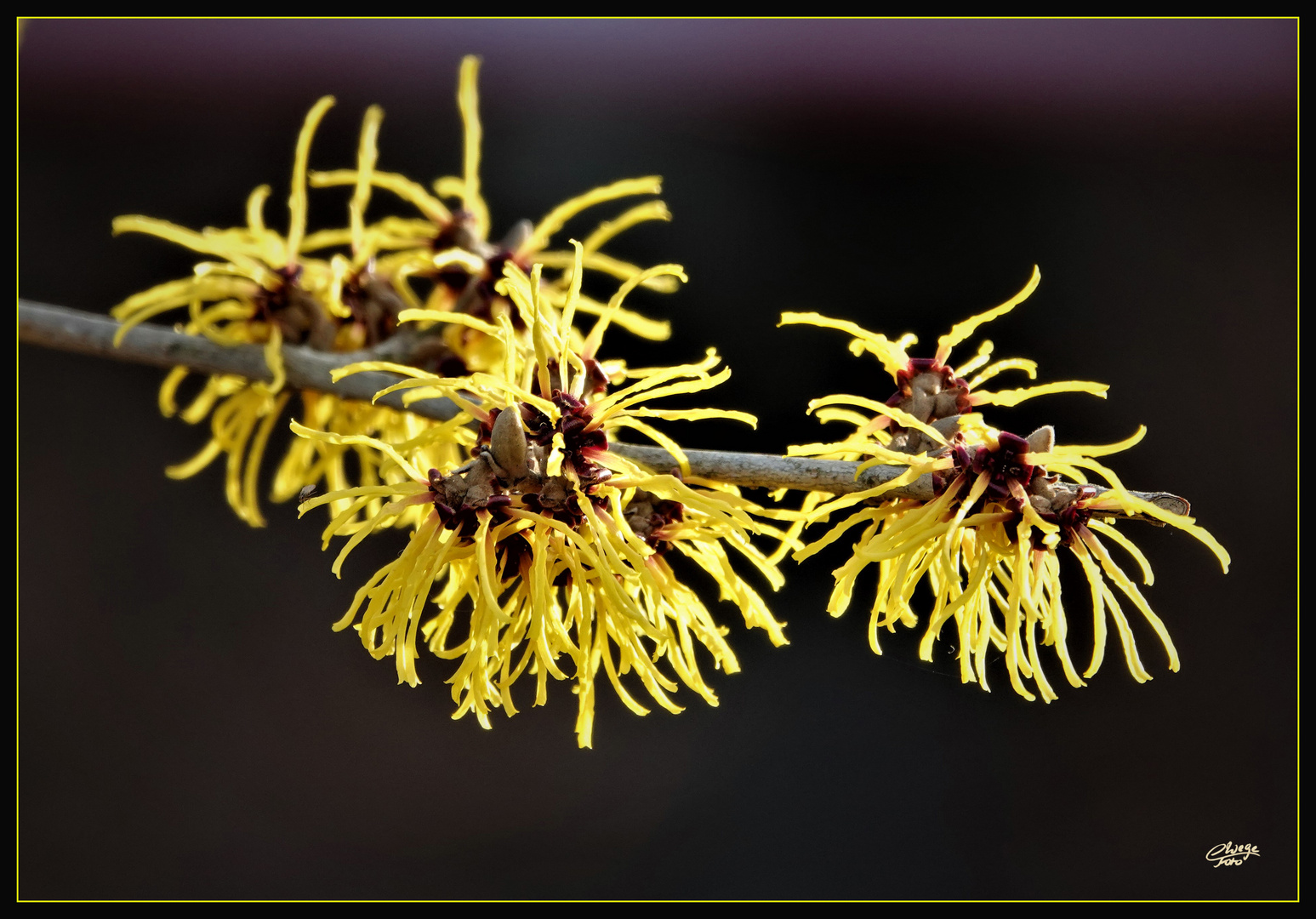 Zaubernuss (Hamamelis)