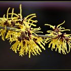 Zaubernuss (Hamamelis)