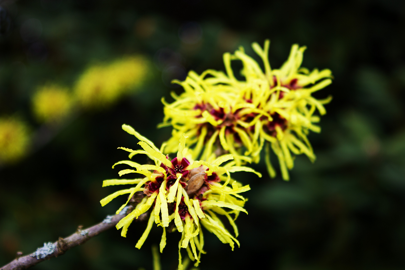 Zaubernuss ( Hamamelis)