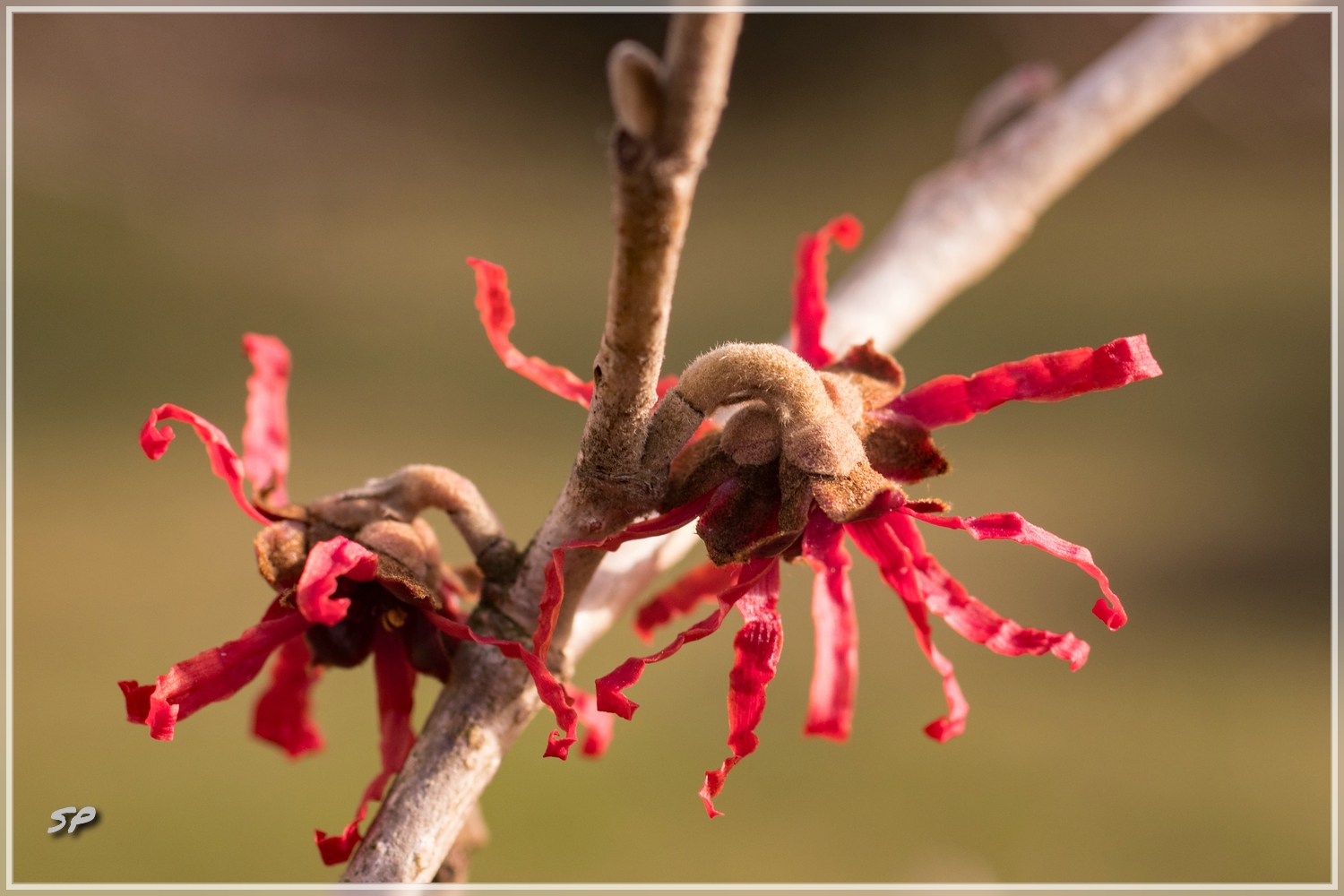 Zaubernuss (Hamamelis)