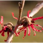 Zaubernuss (Hamamelis)