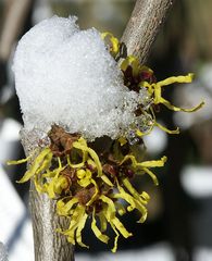 Zaubernuss (Hamamelis japonica)