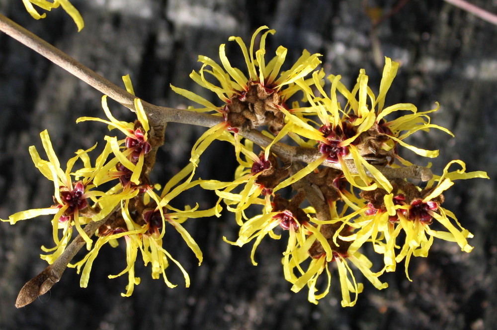 Zaubernuss (Hamamelis mollis)