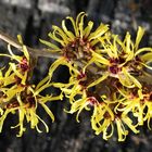 Zaubernuss (Hamamelis mollis)