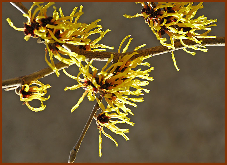 Zaubernuss (Hamamelis mollis)