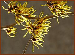 Zaubernuss (Hamamelis mollis)