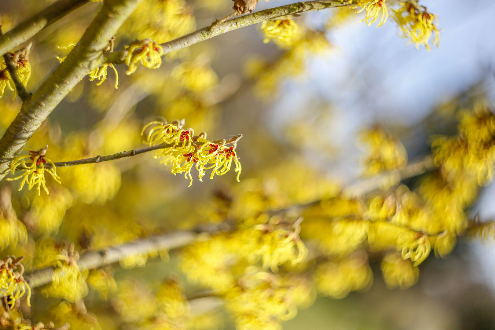 Zaubernuß, Hamamelis mollis