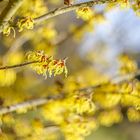 Zaubernuß, Hamamelis mollis