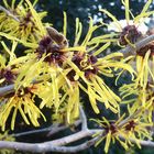 Zaubernuss Hamamelis mollis 'Boskoop'