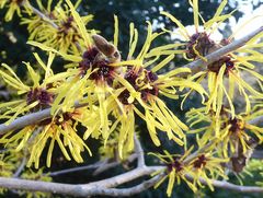 Zaubernuss Hamamelis mollis 'Boskoop'