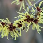 Zaubernuss (Hamamelis mollis)